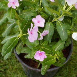 Vinca rosea