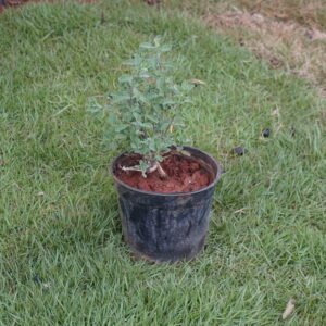 Sweet Marjoram (Origanum majorana)