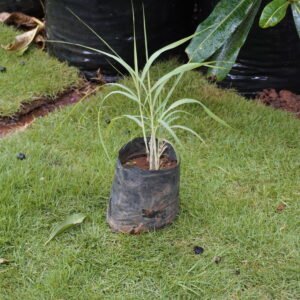 Lemongrass  ನಿಂಬೆ ಹುಲ್ಲು