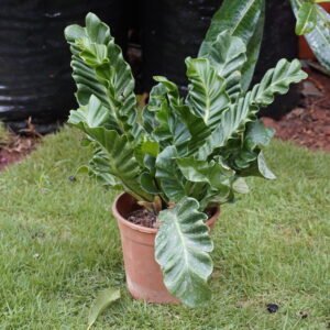 Bird's Nest Fern ಬರ್ಡ್ಸ್ ನೆಸ್ಟ್ ಫರ್ನ್