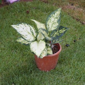 Aglaonema Snow White  ಅಗ್ಲೋನೇಮಾ ಸ್ನೋ ವೈಟ್