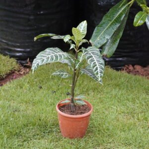Zebra Plant ಜೀಬ್ರಾ ಪ್ಲಾಂಟ್