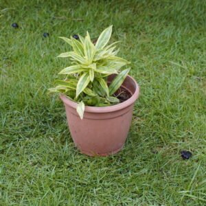 Milk Bamboo (Bambusa vulgaris 'Vittata' / White Bamboo Variety