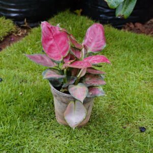 Aglaonema Pink