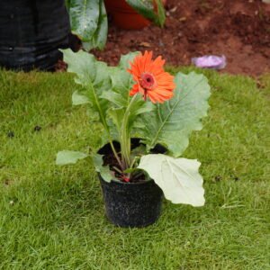 Gerbera Daisy (Orange) (Gerbera jamesonii)