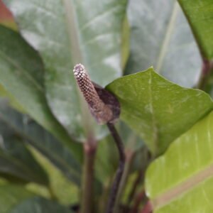 Leaf Anthurium (Anthurium plowmanii)