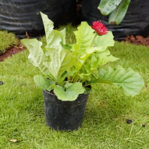 Gerbera Daisy Red (Gerbera jamesonii)