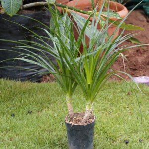 Dracaena draco