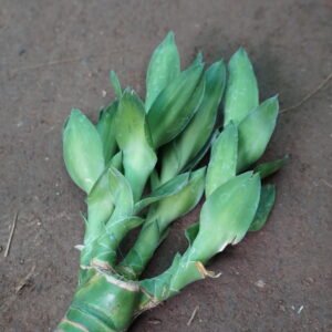 Single Dracaena Cane (Dracaena fragrans)
