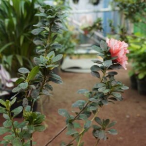Pink Azalea (Rhododendron simsii)