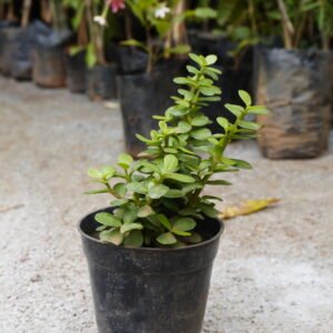 Elephant Bush (Portulacaria afra)
