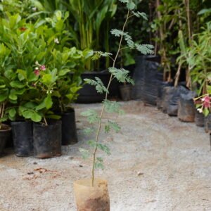 Banni Tree (Prosopis cineraria)