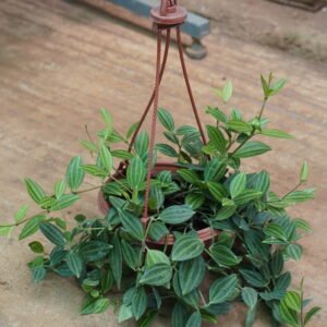 Parallel Peperomia  ಪೆಪೆರೋಮಿಯಾ
