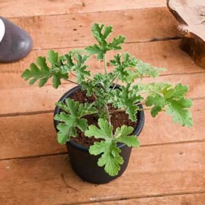Banasapatre (Citronella Plant) – Pelargonium graveolens