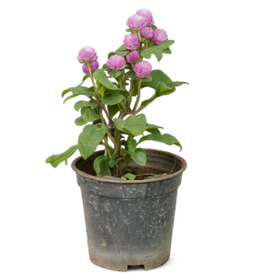 Rudraksha Plant
