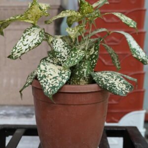 Gold Dust Dracaena