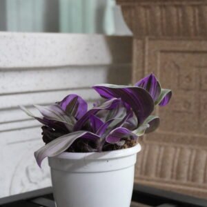 Wandering Jew / Inch Plant