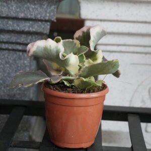 Kalanchoe / Flaming Katy