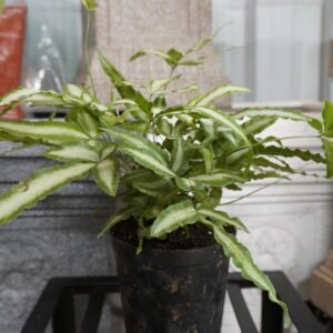 Variegated Aralia