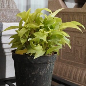 Philodendron moolight