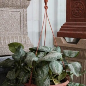 Satin Pothos / Silver Pothos