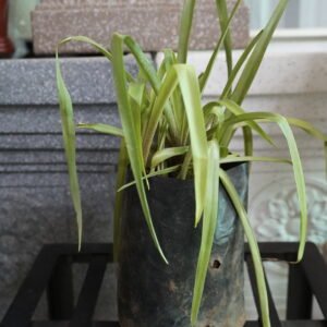 Tuberose / Rajnigandha