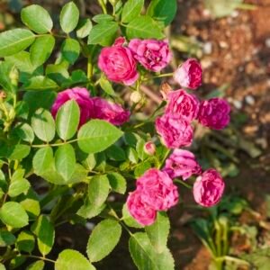 Pink Miniature Rose / Button Rose