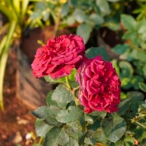 Red Rose