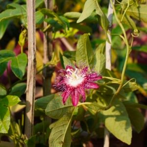 Passion Flower