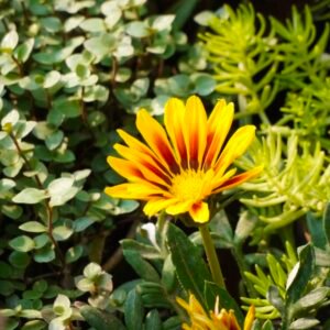 Gazania / Treasure Flower