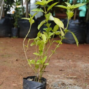 White Ixora