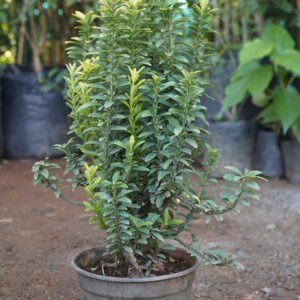 Golden Duranta