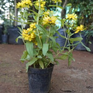 Yellow Zinnia